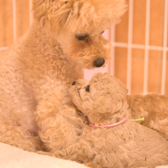 親犬の健康管理