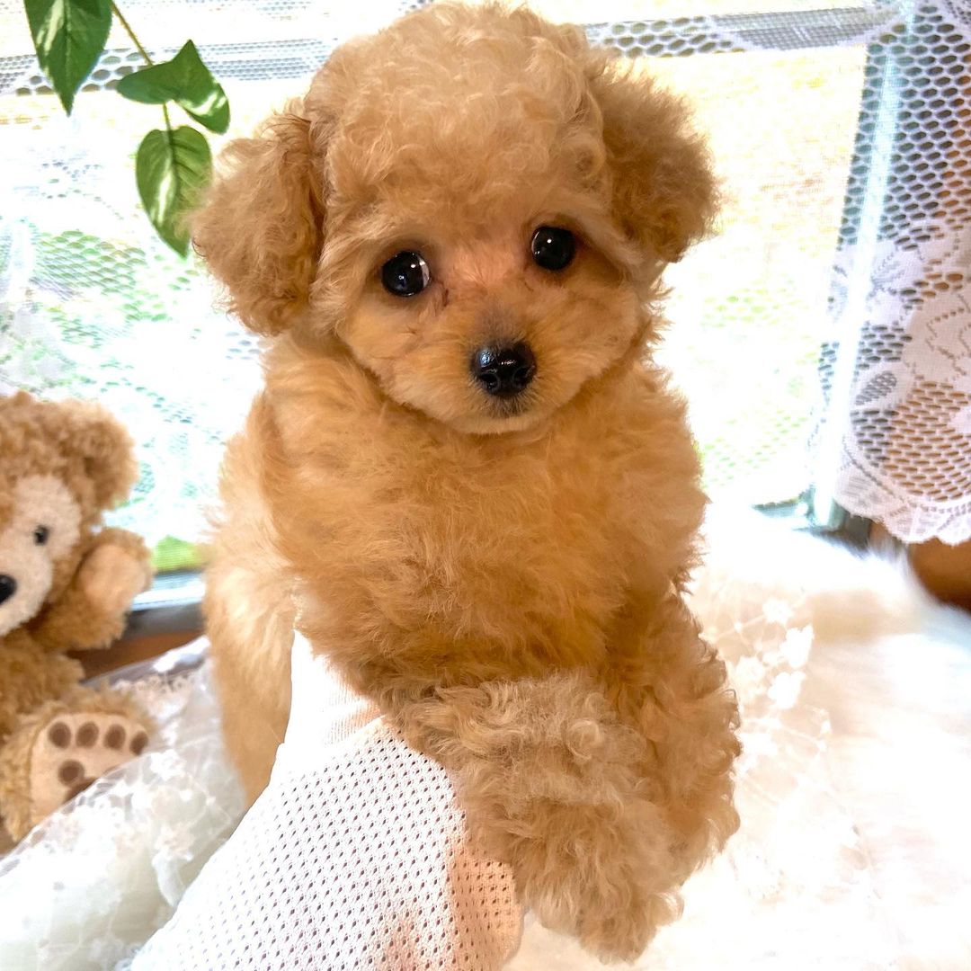 ティーカップ トイプードル 子犬 女の子 |ステラパウズ トイプードル専門