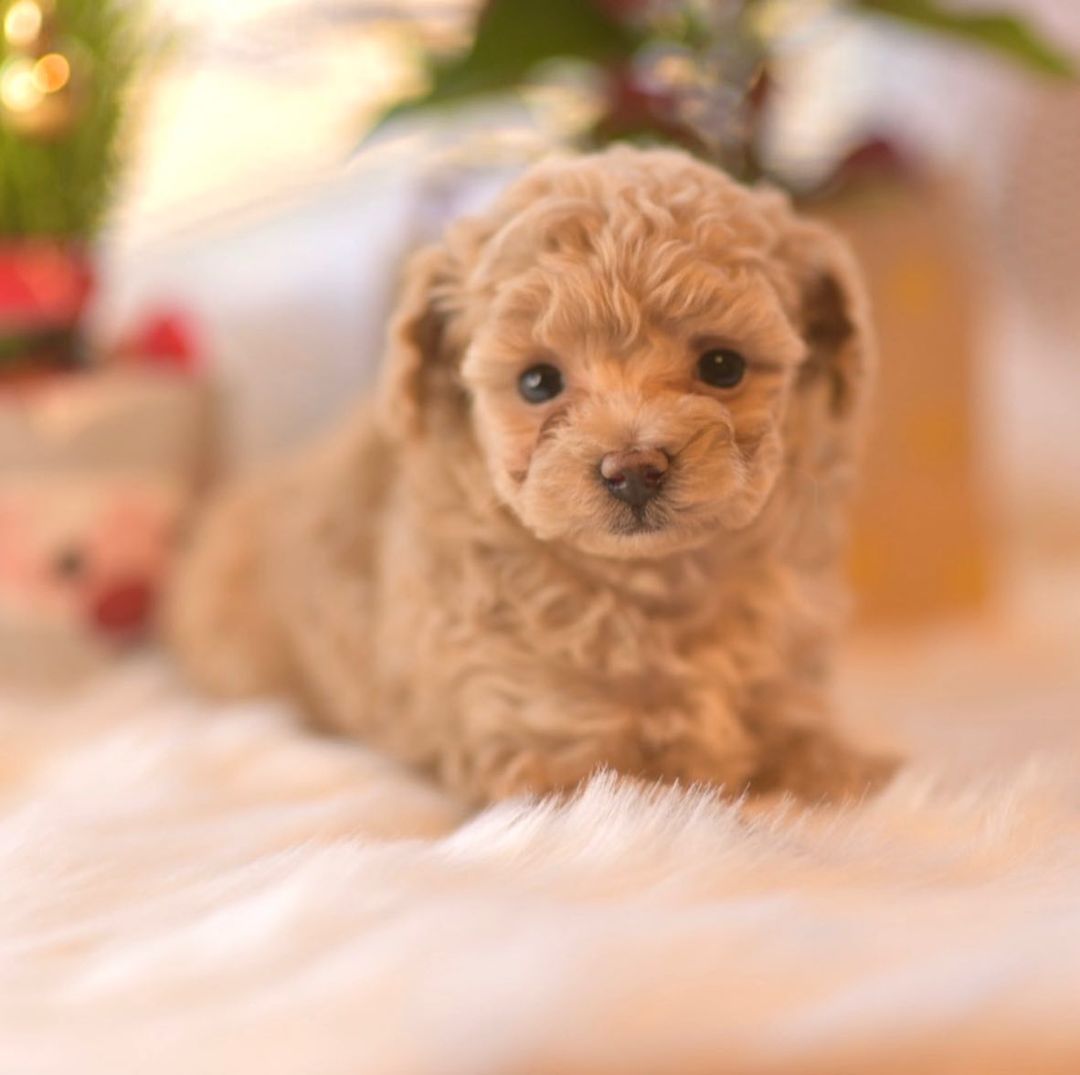 ティーカップ トイプードル 子犬 男の子 |ステラパウズ トイプードル専門