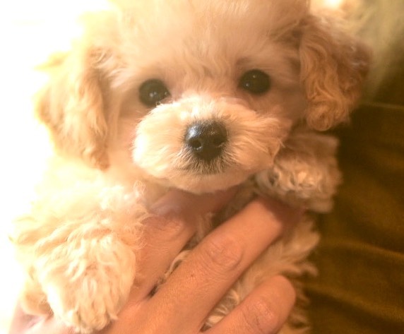 ティーカップ トイプードル 子犬 男の子 |ステラパウズ トイプードル専門