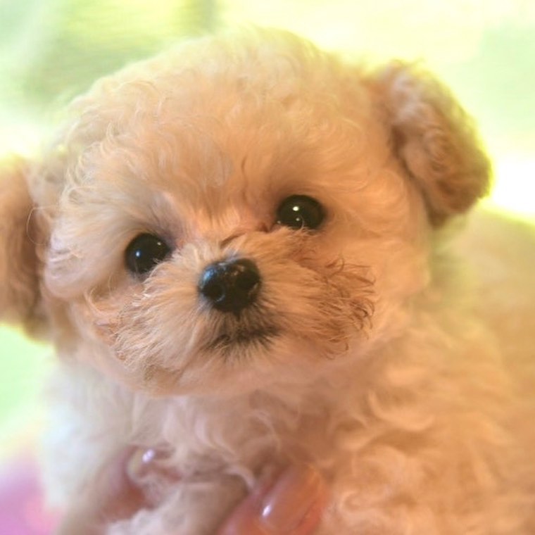 マイクロティーカップ トイプードル 女の子 |ステラパウズ トイプードル専門