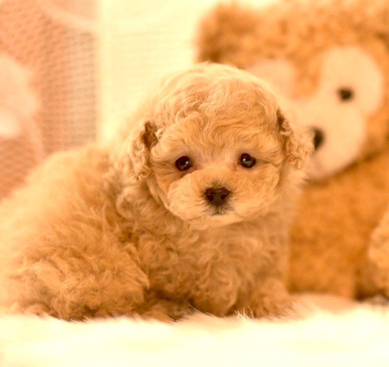 ティーカップ トイプードル 子犬 男の子 |ステラパウズ トイプードル専門