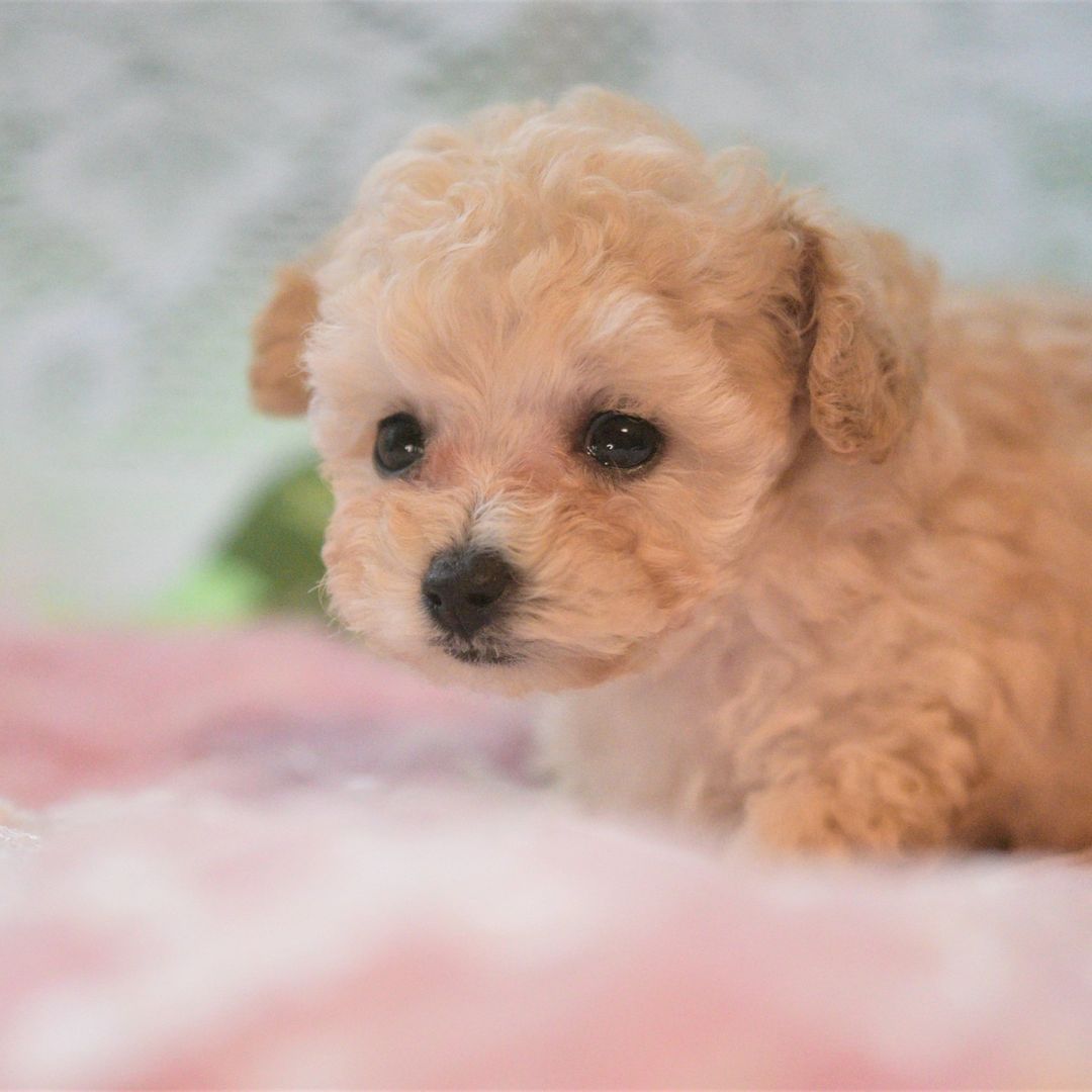 ティーカップ トイプードル 子犬 男の子 |ステラパウズ トイプードル専門