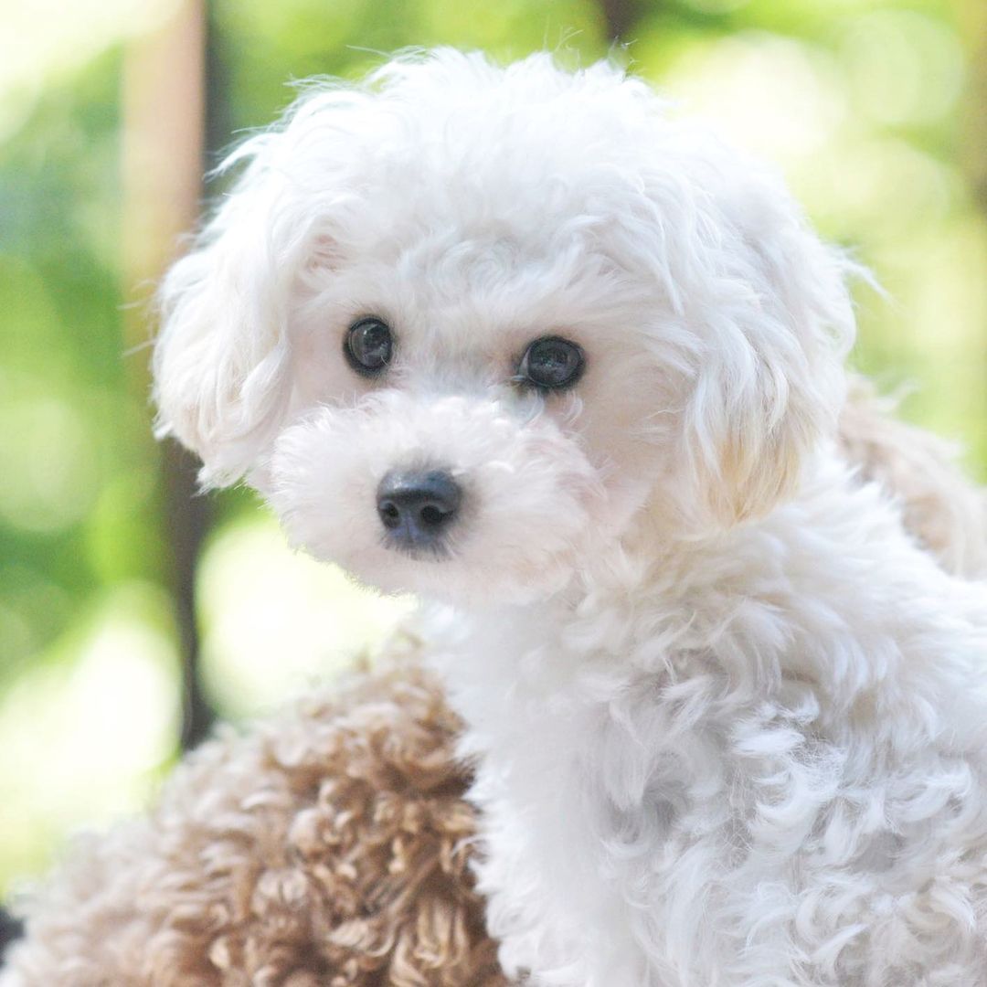 ママ犬 タイニープードル トイプードル |ステラパウズ トイプードル専門