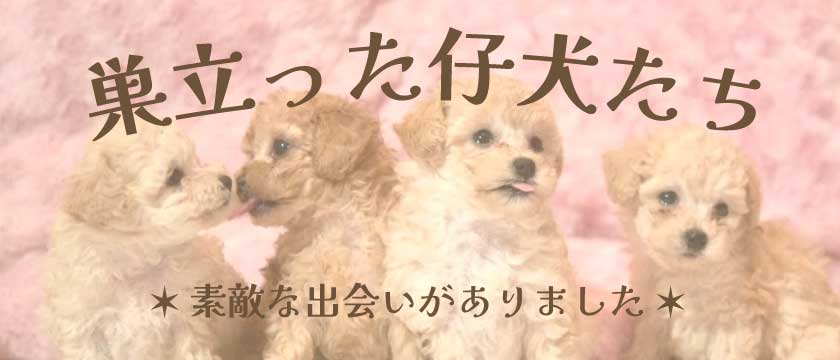 ちっちゃめトイプードル専門ブリーダー ステラパウズ|巣立った仔犬たち