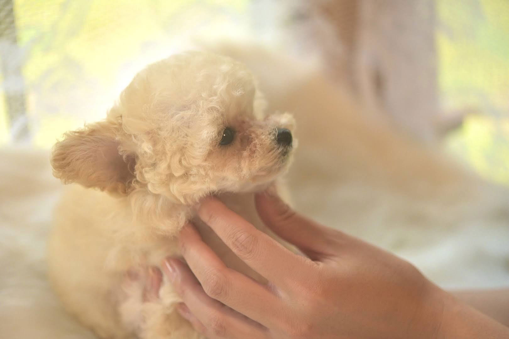 ステラパウズ ティーカッププードル