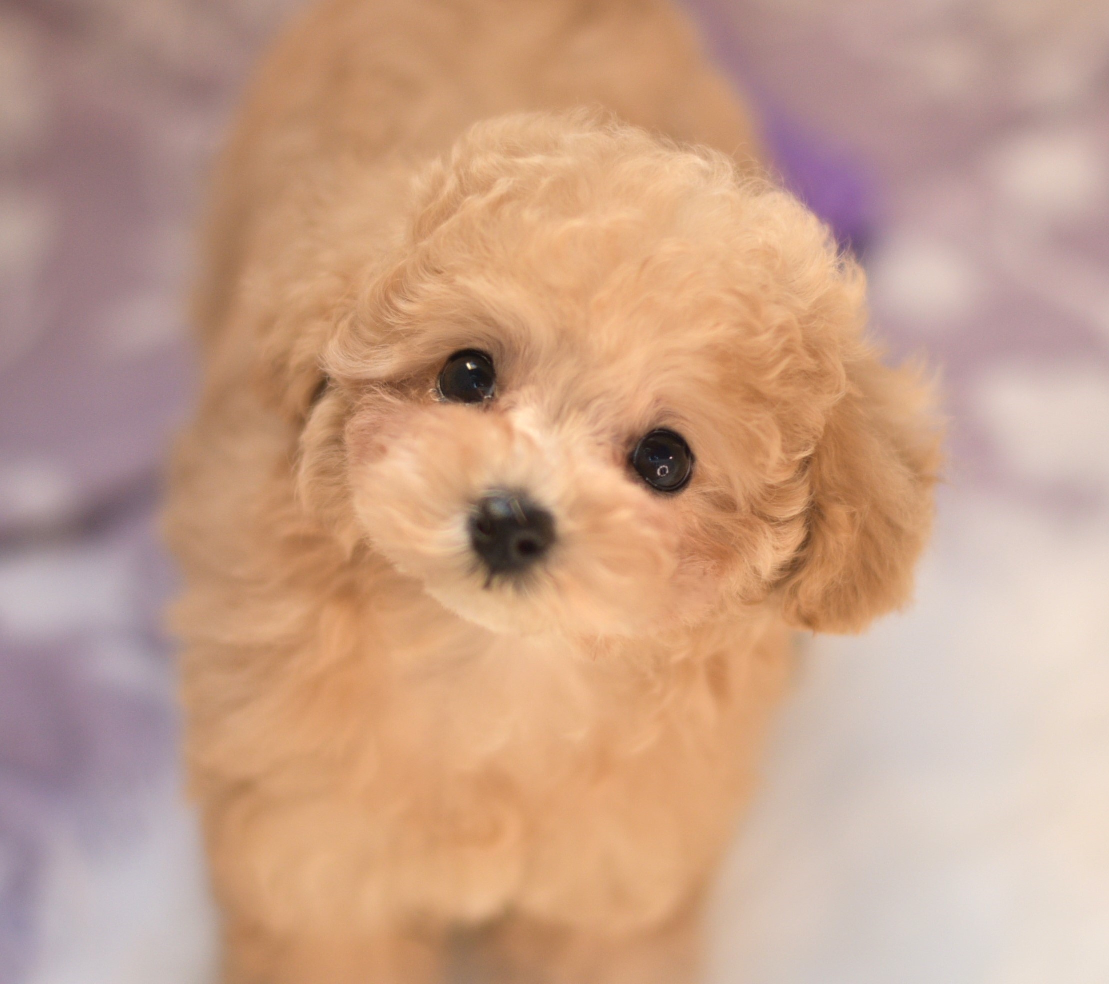 ステラパウズ ティーカッププードル