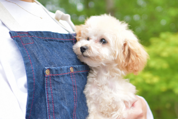 ロゴ画像|ちっちゃめプードル専門ブリーダー ステラパウズ