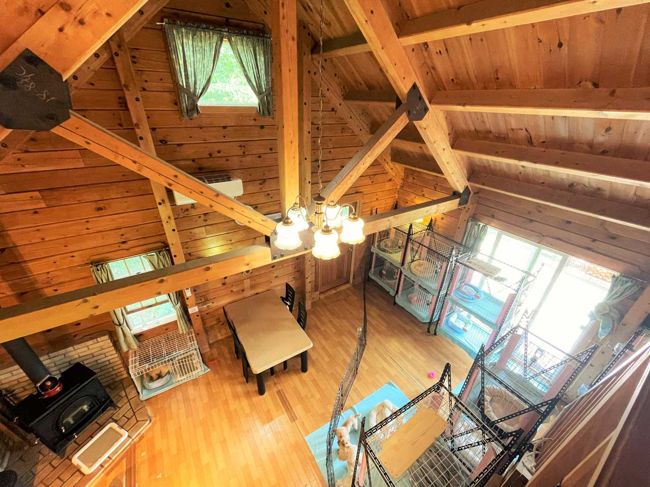 ちっちゃめトイプードル専門ブリーダー ステラパウズ|犬舎情報2