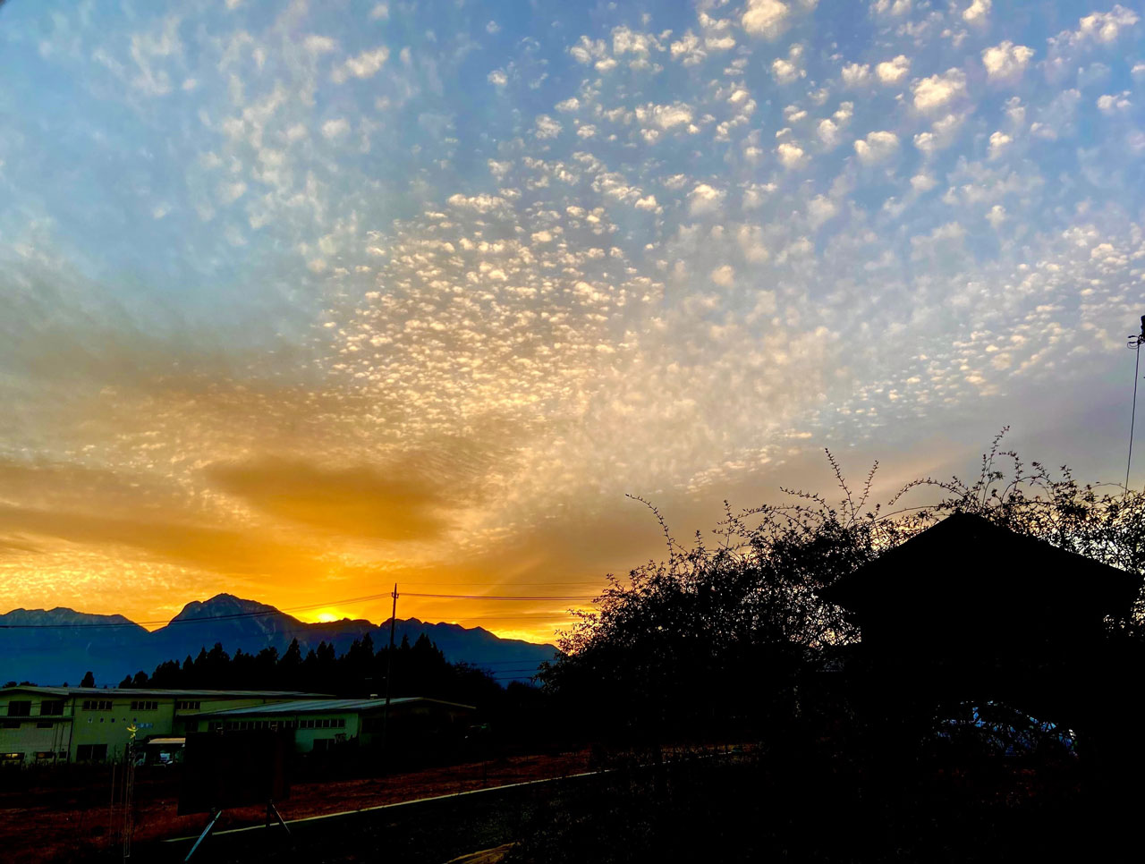 ちっちゃめトイプードル専門ブリーダー ステラパウズ|犬舎情報4