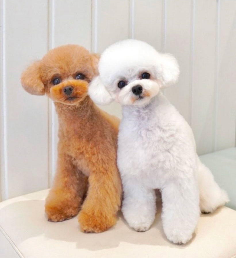 ステラパウズ ティーカッププードル