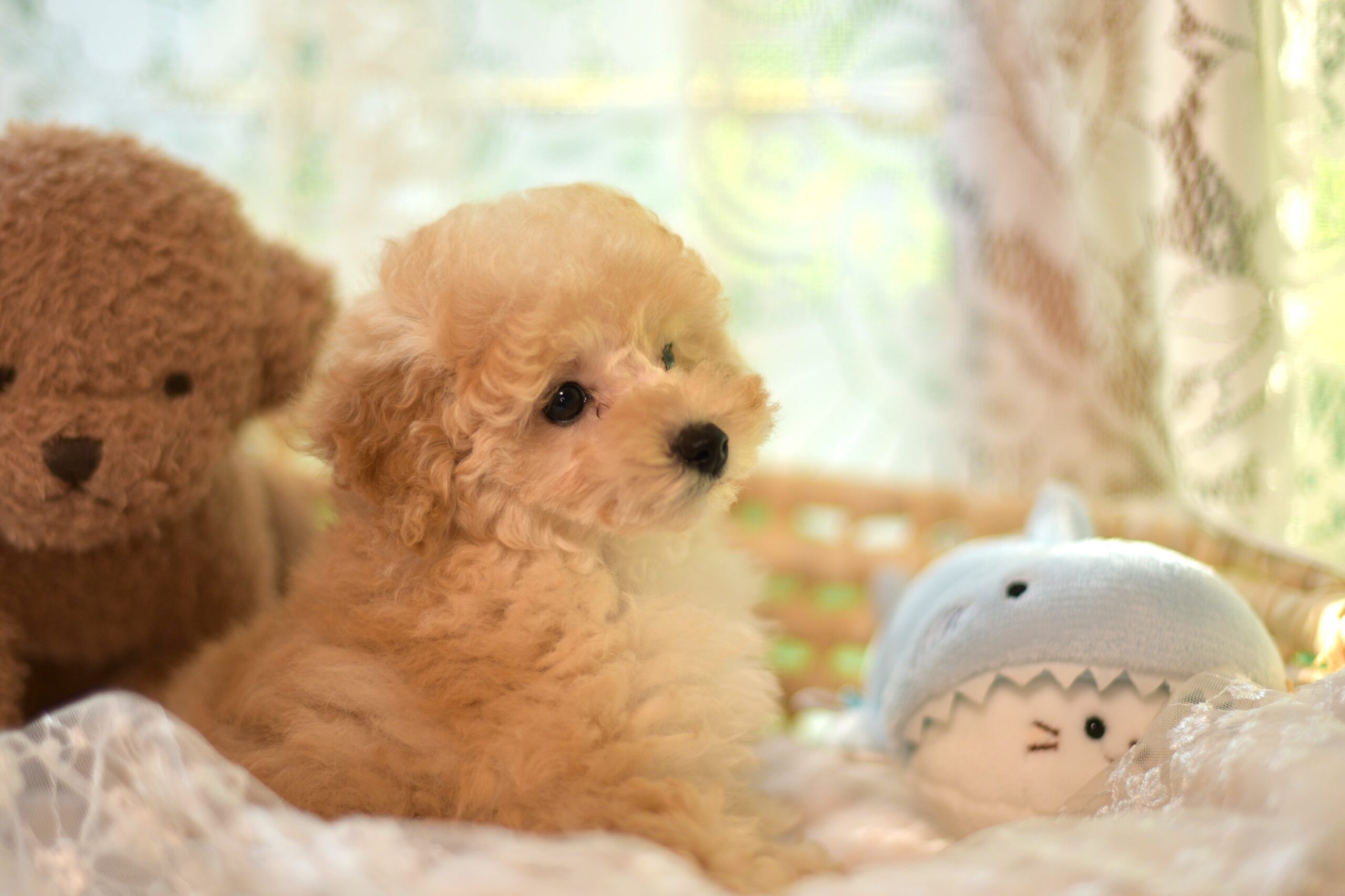 生後72日(7/24撮影)