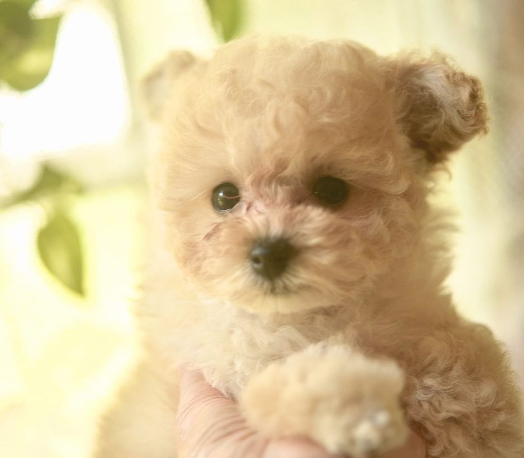 ティーカップ トイプードル 子犬 女の子 |ステラパウズ トイプードル専門