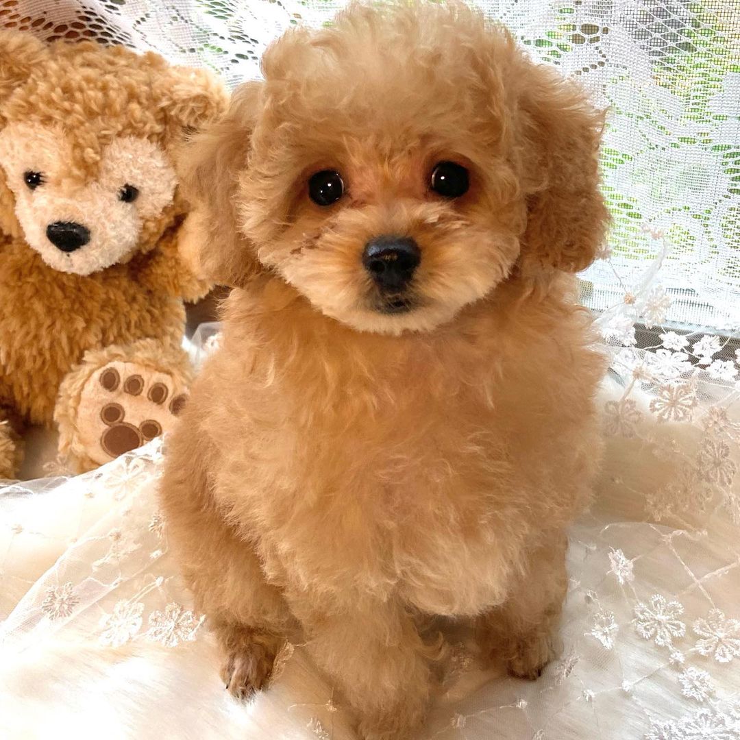 タイニープードル トイプードル 子犬 女の子 |ステラパウズ トイプードル専門