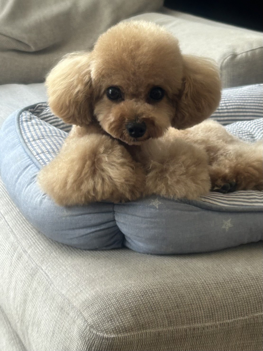 男の子　ティーカッププードル　ステラパウズ トイプードルブリーダー