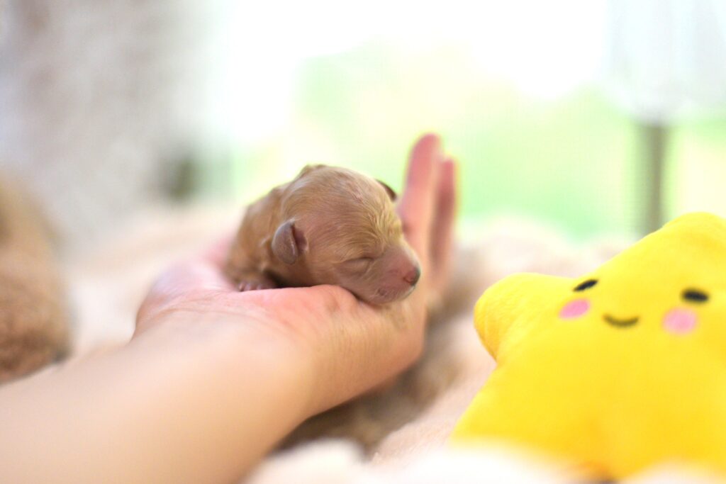 トイプードル　パピー　ティカッププードル　ステラパウズ　八ヶ岳