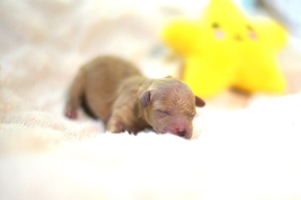 トイプードル　パピー　ティカッププードル　ステラパウズ　八ヶ岳