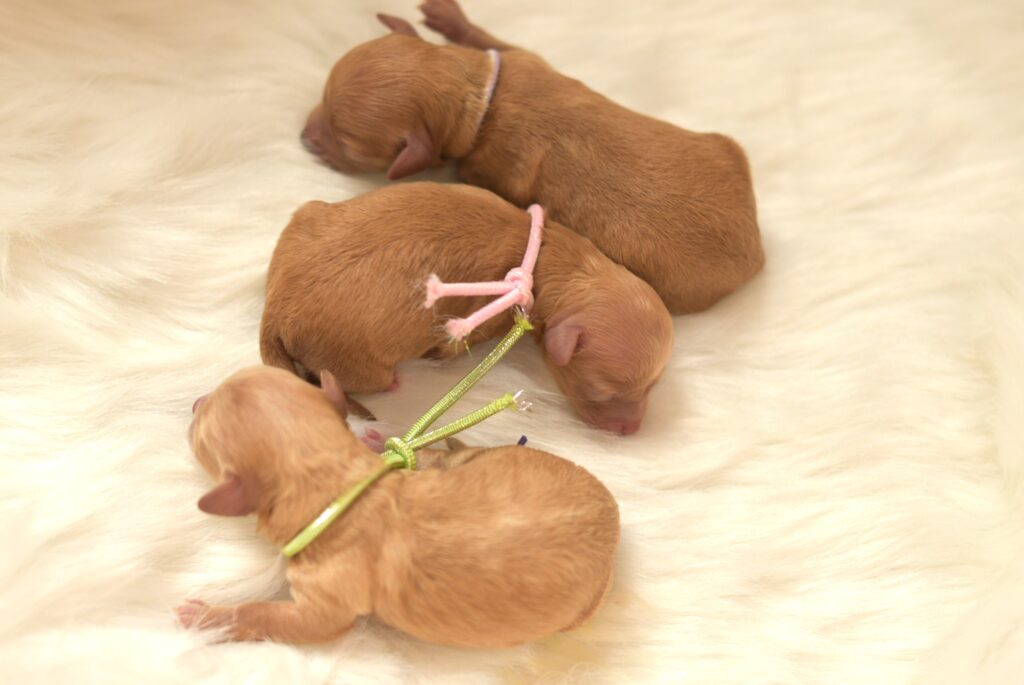 ステラパウズ
プードルブリーダー