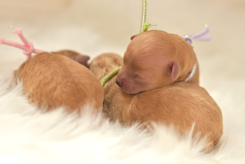 ステラパウズ
プードルブリーダー
