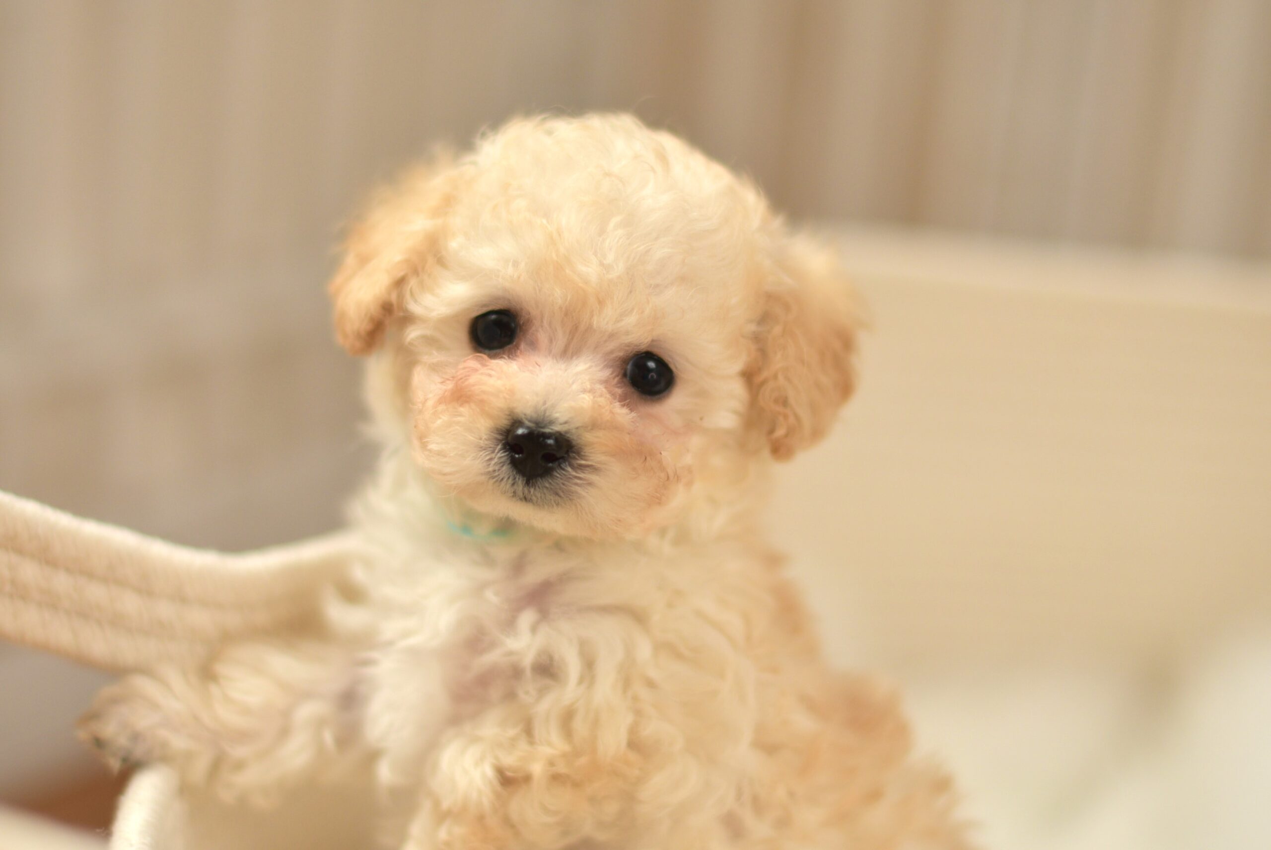 ステラパウズ プードルブリーダー