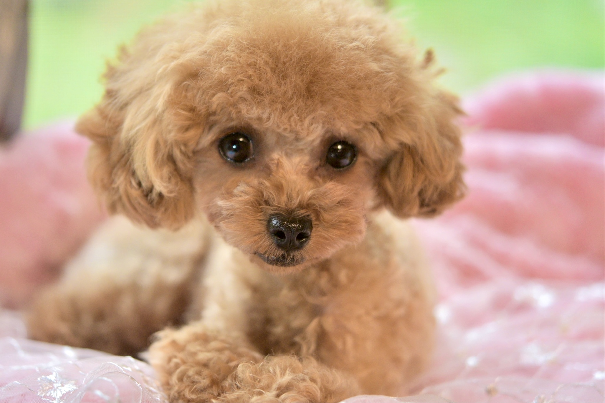 女の子 ティーカッププードル ステラパウズ トイプードルブリーダー