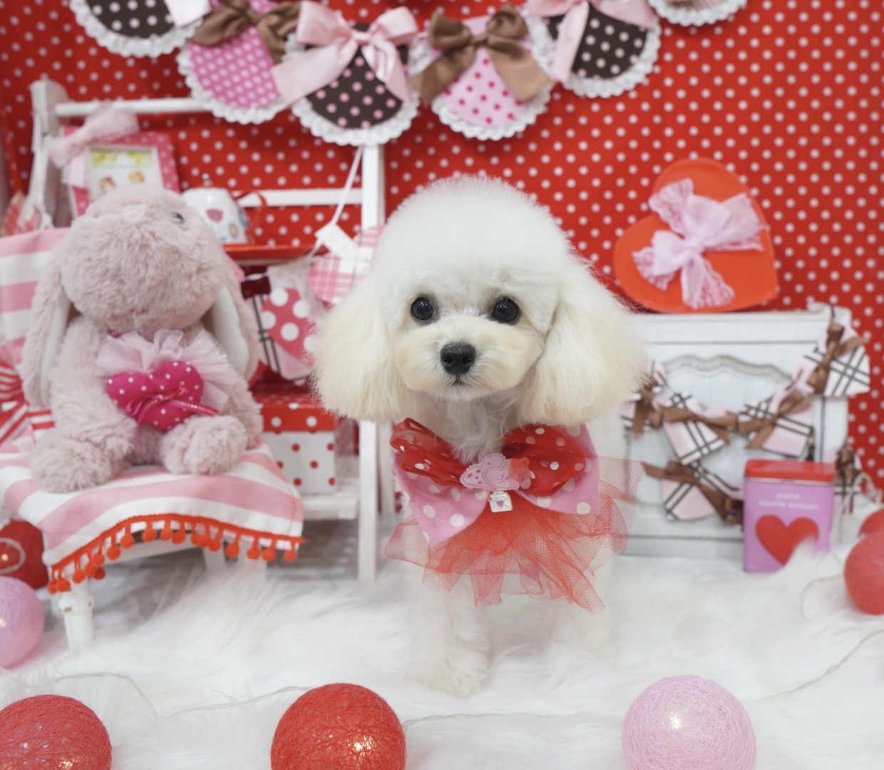 お客様からいただいた写真1